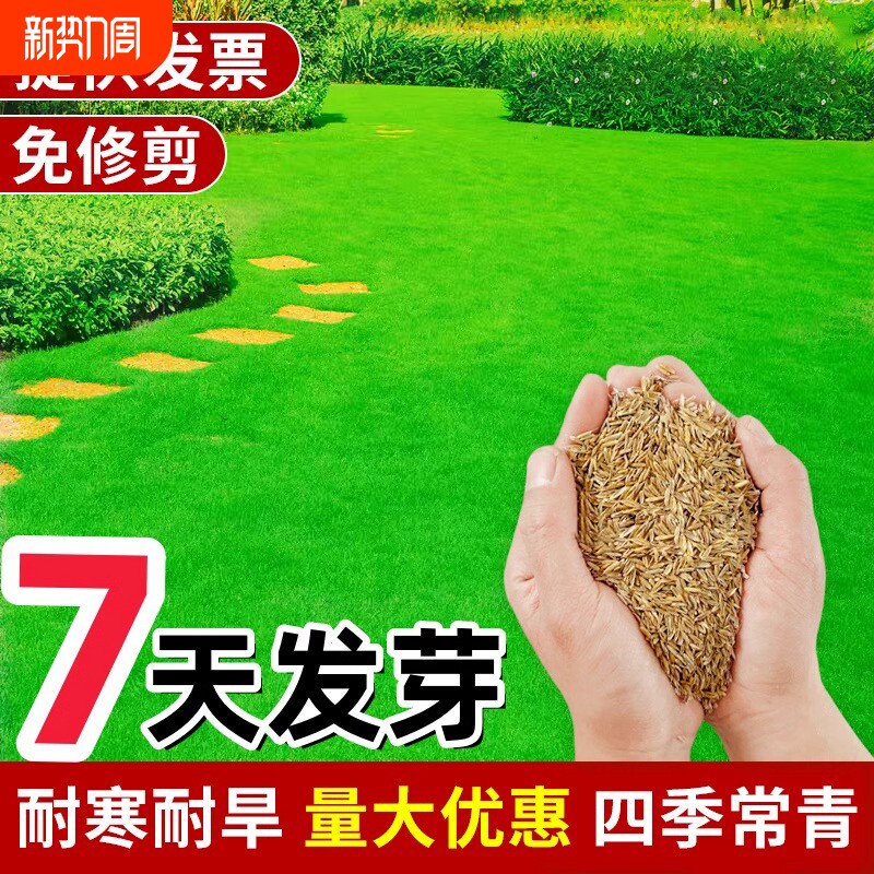 草坪草籽黑麦草子牙根青草皮草籽马尼拉草种籽庭院植物护坡高羊茅