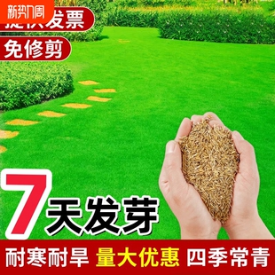 草坪草籽黑麦草子牙根青草皮草籽马尼拉草种籽庭院植物护坡高羊茅