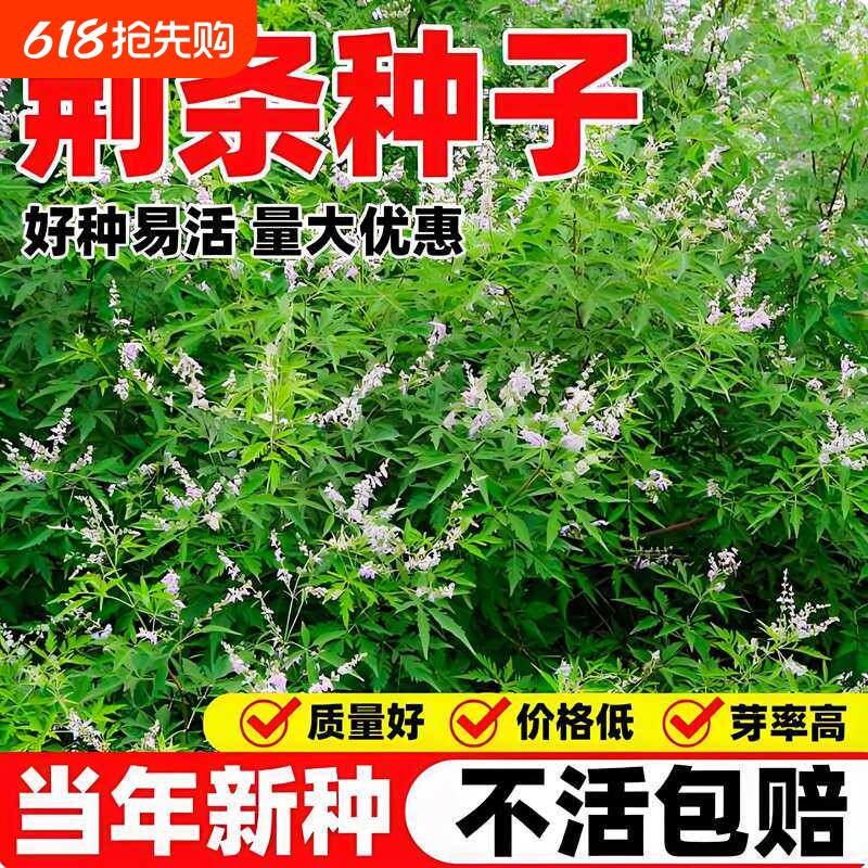 荆条种子新采牡荆籽蜜源绿植护坡固土防沙荒山绿化多年生林木种籽