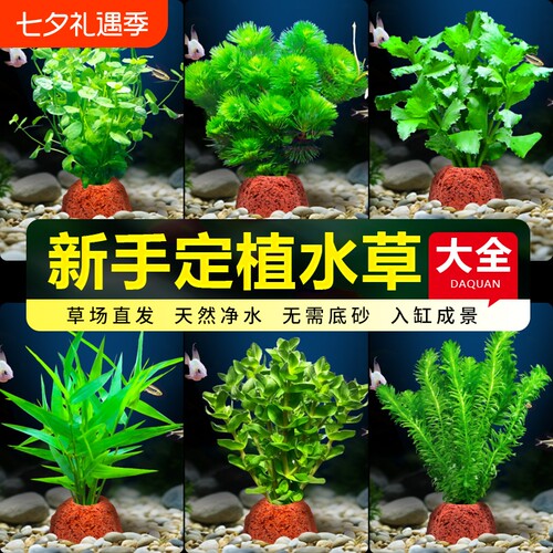 火山石水草净化水质|千人回购