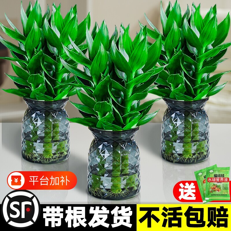 水培植物室内好养观音竹富贵竹带根文昌竹花卉绿植盆栽水养转运竹