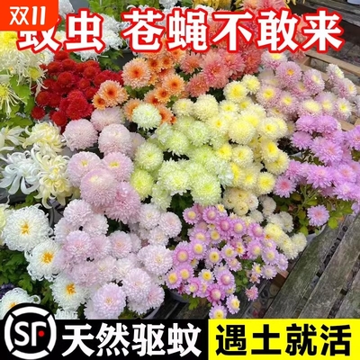 除虫菊花种籽子夏季驱蚊花卉室内盆栽四季开花太阳花野花组合种孑