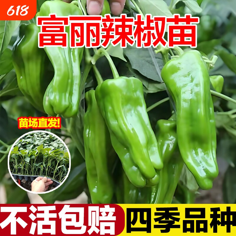 薄皮青椒不辣的菜椒大辣椒苗山东寿光蔬菜秧苗带土高产四季老品种