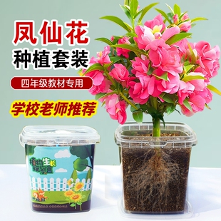 凤仙花种子四季小学生科学实验观察儿童种植小盆栽四年级植物种子