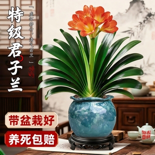 君子兰盆栽精品大苗名贵植物客厅室内花卉盆景四季 好养易活绿植