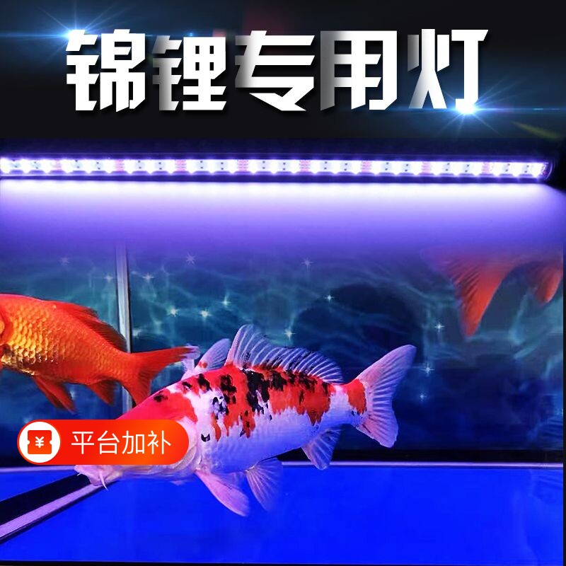 LED鱼缸灯红龙鱼专用灯锦鲤兰寿鱼照明灯增色增艳潜水防水灯小型