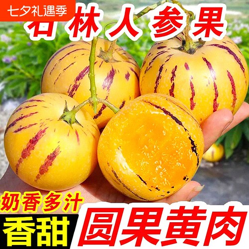 真树熟人参果云南石林新鲜水果七彩黄肉圆果清甜多汁娃娃果包邮