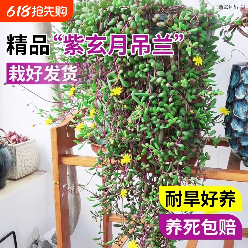 多肉植物佛珠紫玄月名贵吊兰室内阳台花卉盆栽垂吊情人泪高端绿植