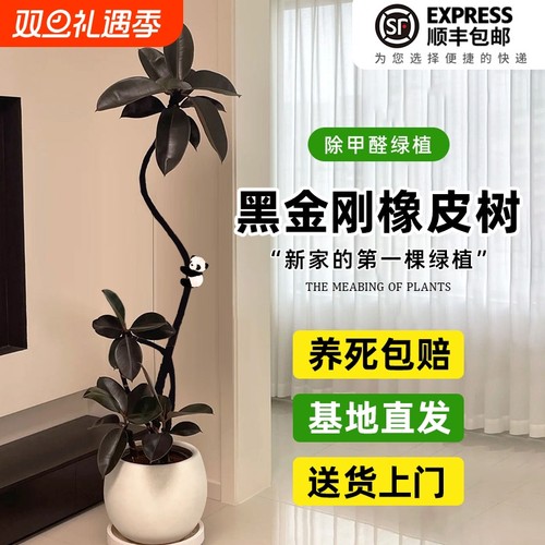 橡皮树黑金刚客厅绿植室内大型植物盆栽办公室大盆落地绿植树优选