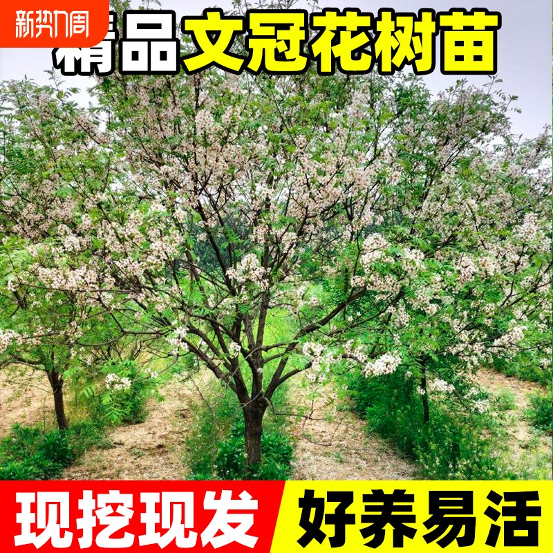 文冠花树苗状元花大树苗盆栽庭院地栽植物花卉绿植好养活四季种植