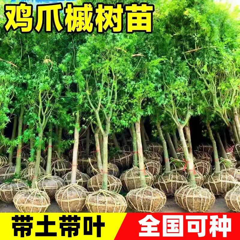 鸡爪槭树苗造型树老桩庭院小叶鸡爪枫树风景绿化室外造景小苗种植图片