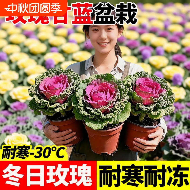 食用羽衣甘蓝盆栽大苗植物花卉牡丹冬季耐寒室内室外种植耐冻品种图片