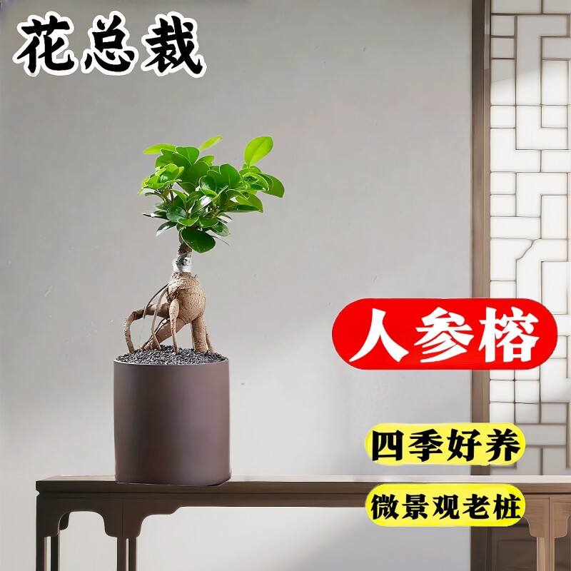 人参榕盆栽绿植提根老桩摇钱树发财树造型小叶榕树盆景植物金钱榕