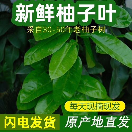 老树柚子叶新鲜现摘顺丰包邮