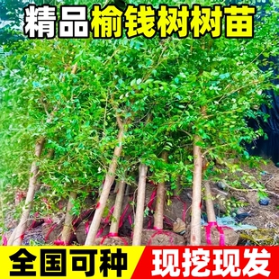 榆钱树苗小叶榔榆树苗可食用白榆盆栽行道绿化植物风景树庭院大树