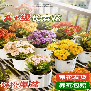 长寿花盆栽重瓣开花花苗四季 金狐狸带花苞好养活花卉植物阳台客厅