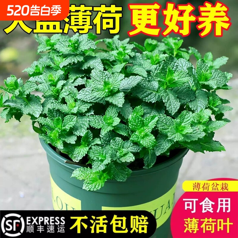 薄荷盆栽可食用柠檬薄荷叶驱蚊水培植物迷迭香室内驱蚊草大盆绿植