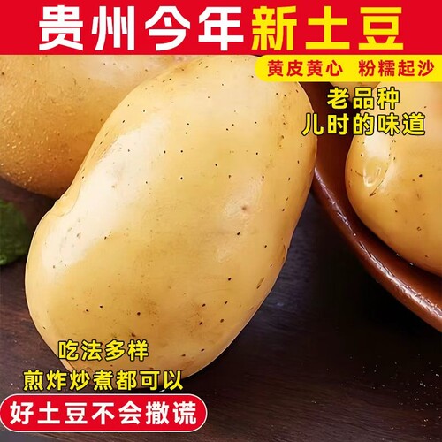 贵州新鲜黄心土豆现挖