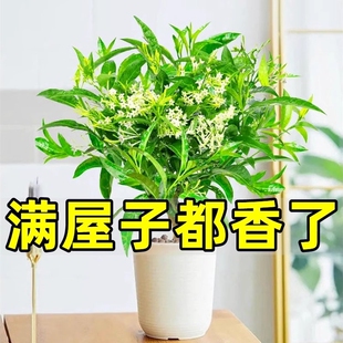 夜来香盆栽花树苗九里香带花苞花卉室内外驱蚊绿植物四季开花室外