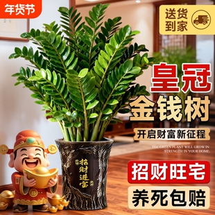 金钱树盆栽客厅大花盆旺宅吸醛室内办公室发财树乔迁开业送礼植物