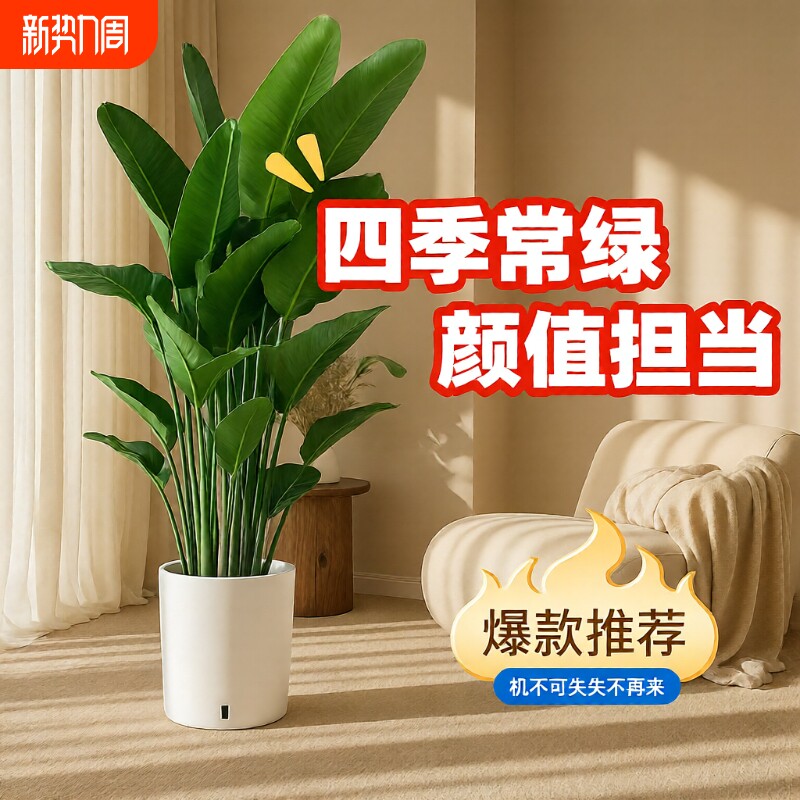 天堂鸟客厅绿植盆栽室内大型植物落地四季办公室鹤望兰吸甲醛花卉