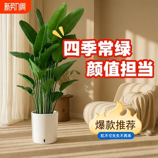 天堂鸟客厅绿植盆栽室内大型植物落地四季 办公室鹤望兰吸甲醛花卉