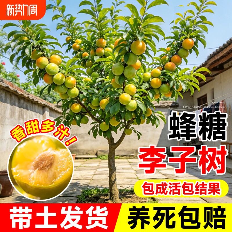 蜂糖李子果树苗正宗嫁接脆甜三华庭院阳台盆栽四季黄金带土球种植