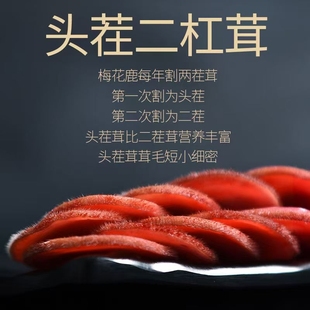 新鲜鹿茸正品 吉林长白山特产梅花鹿鹿茸新鲜带血切片煲汤泡茶泡水