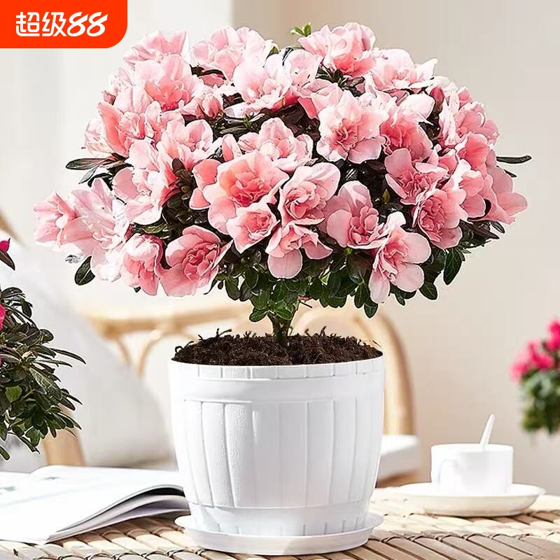 杜鹃花盆栽带花苞花卉小苗客厅鲜花大花苗绿植物室外阳台四季开花图片