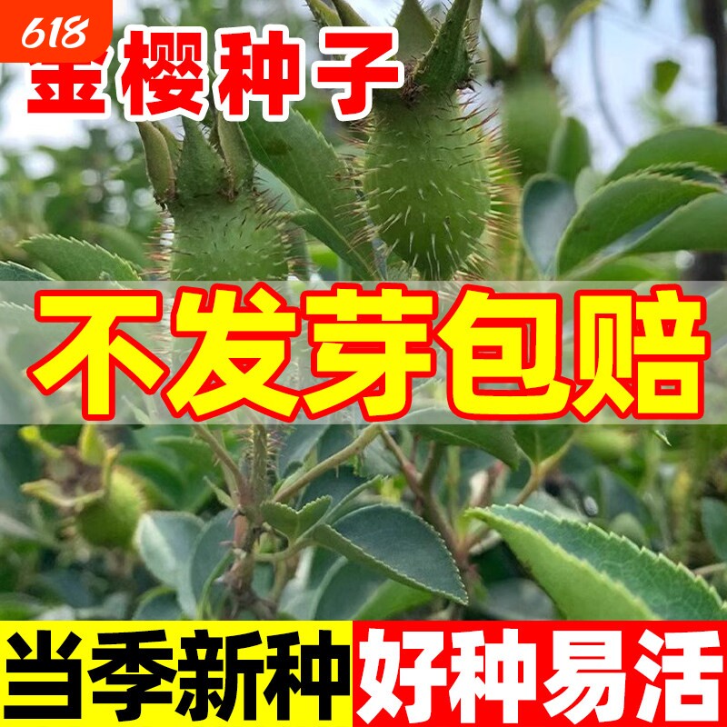 金樱子种子新鲜现采山石榴糖罐药材籽庭院绿植观赏药用播种种籽苗