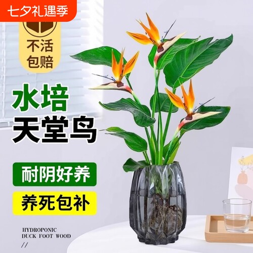 天堂鸟水培植物花卉室内客厅无土水培绿萝盆栽龟背竹好养绿植耐阴