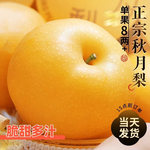 秋月梨正宗当季新鲜水果现摘新玉梨冰糖雪梨子10斤产地直发整箱