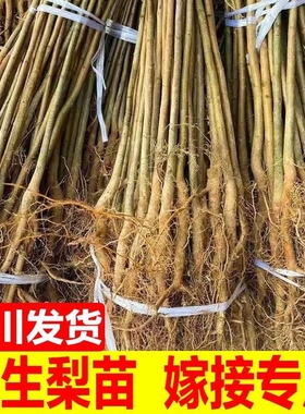 正宗实生梨树苗砧木野生梨树苗母本可嫁接翠冠黄金梨四川苗圃基地