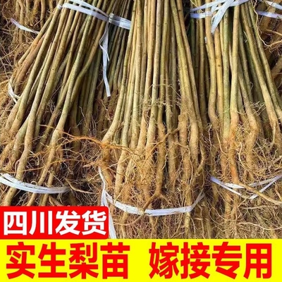正宗实生梨树苗砧木野生梨树苗母本可嫁接翠冠黄金梨四川苗圃基地