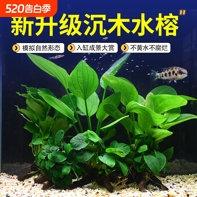 水榕沉木鱼缸水草植物真草水培增氧装饰阴性升级仿真沉木懒人造景