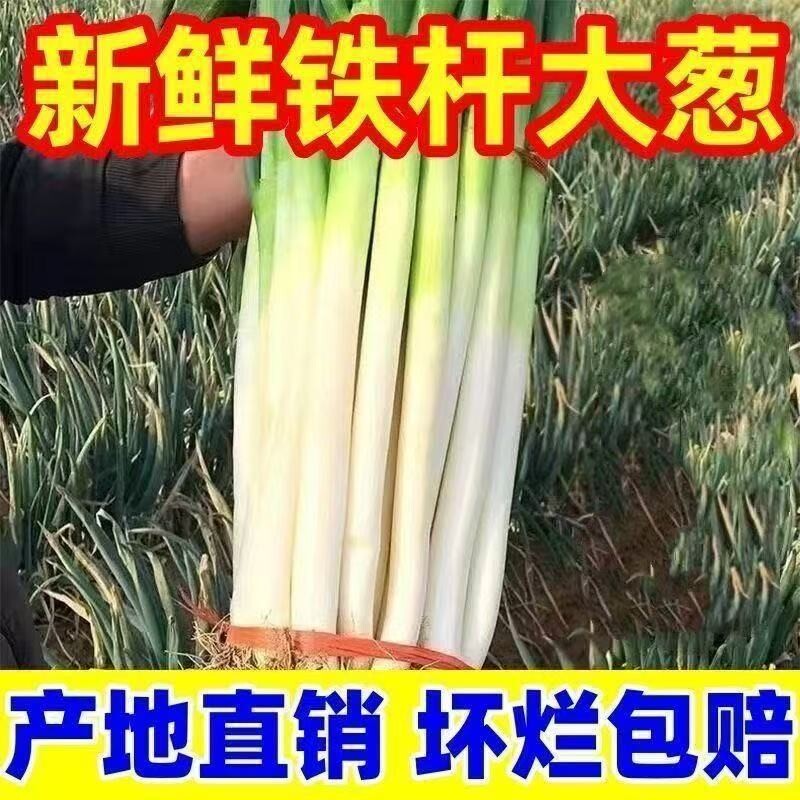 大葱山东章丘大葱新鲜铁杆长葱正宗脆甜香葱头当季蔬菜湿蒜