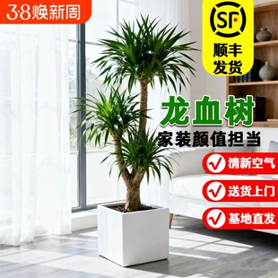 龙血树客厅绿植多头龙须树龙铁树客厅绿植室内大型龙血树植物盆栽