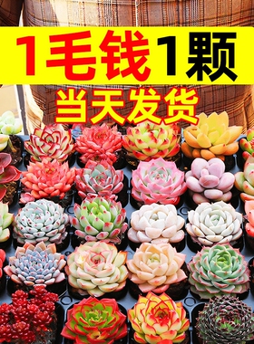 多肉植物室内盆栽大颗好养精品罕见品种名贵老桩玉露法师阳台客厅