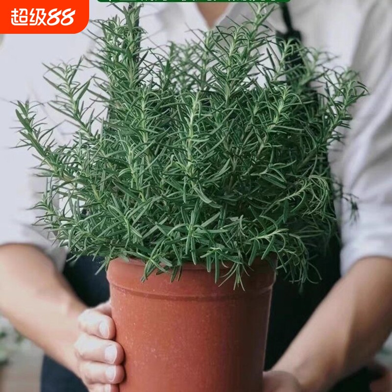 迷迭香盆栽绿植四季好养装饰香草驱蚊客厅桌面可食用迷迭香薄荷苗图片