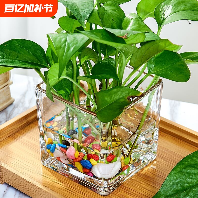 玻璃水培花盆水养花瓶器皿绿萝植物瓶透明花器正方形容器插花客厅