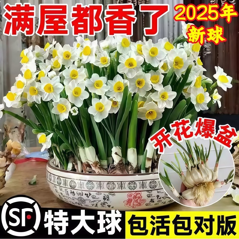 漳州水仙花种球种子盆栽水养花卉球种室内冬季水培植物花球带花苞,鲜花速递/花卉仿真/绿植园艺,时令草本花卉,淘宝优惠券,粉丝福利购,淘宝优惠卷