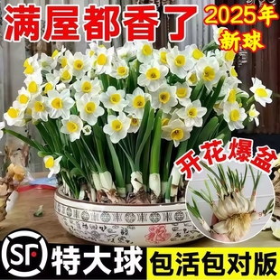 漳州水仙花种球种子盆栽水养花卉球种室内冬季水培植物花球带花苞