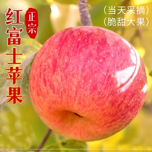 山西红富士苹果【单果75mm+】净重4.5斤