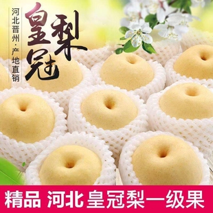 河北正宗皇冠梨子新鲜9斤水果鸭梨雪梨砀山梨翠冠梨当季整箱