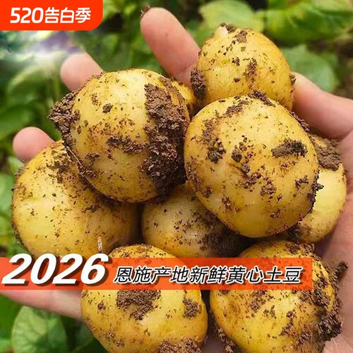 黄心小土豆恩施湖北当季