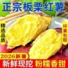 正宗农家现挖板栗薯8.5斤