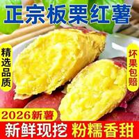 正宗农家现挖板栗薯8.5斤