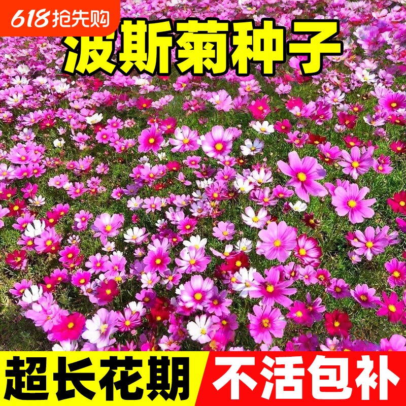 波斯菊种子格桑花种籽子七彩四季开花好养易活庭院室外耐寒花种植