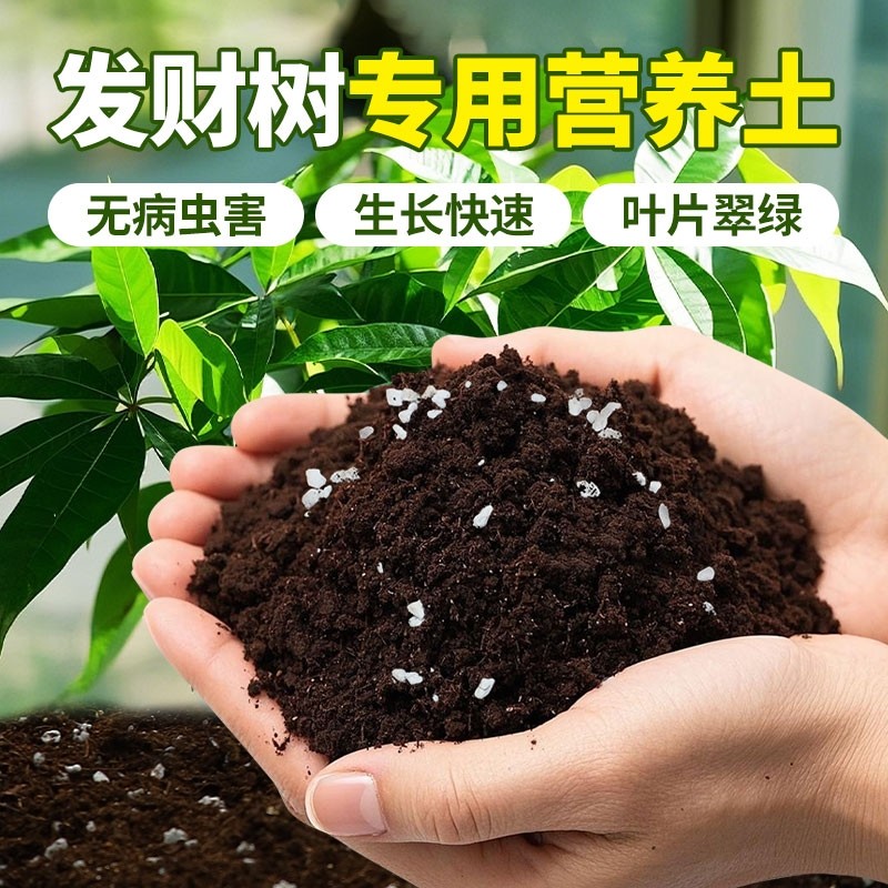 种养发财树专用土营养土花土盆栽土壤发财树肥料专用肥泥土种植土