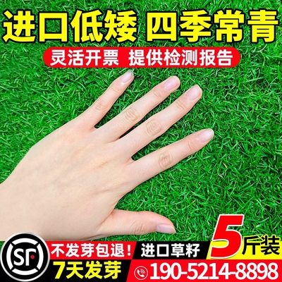 草坪草籽四季常青护坡狗牙根庭院草皮绿化百慕大黑麦草草种子耐寒